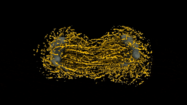 Mitotic Cell Spinning