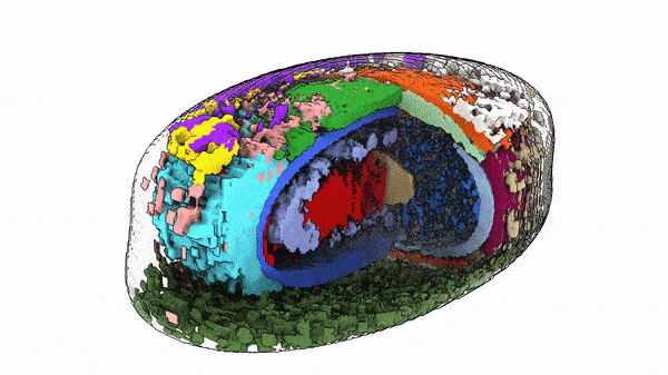 GIF of human cell rotating