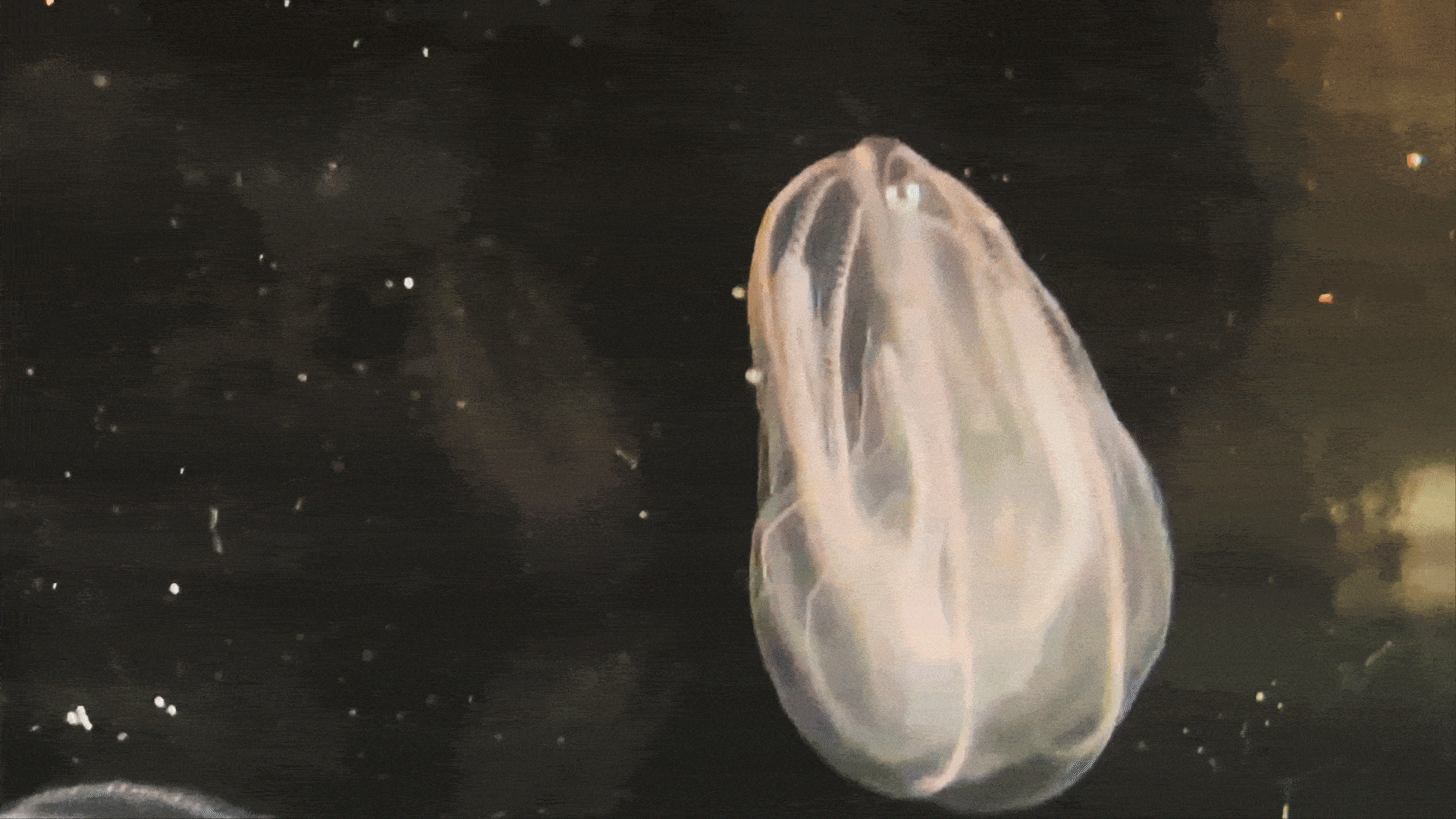Short gif of comb jellies floating in seawater