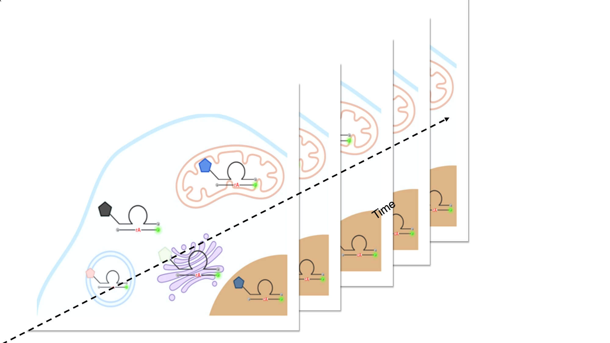 http://Image%20of%20Spatiotemporal%20nutrientomics