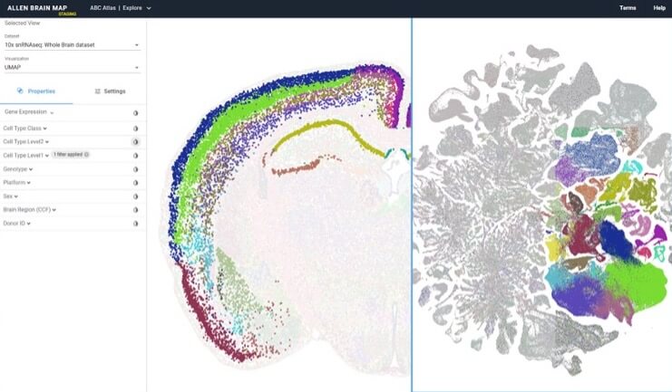 Image showing two whole brain datasets open for comparison through the Allen Brain Cell Atlas web portal.