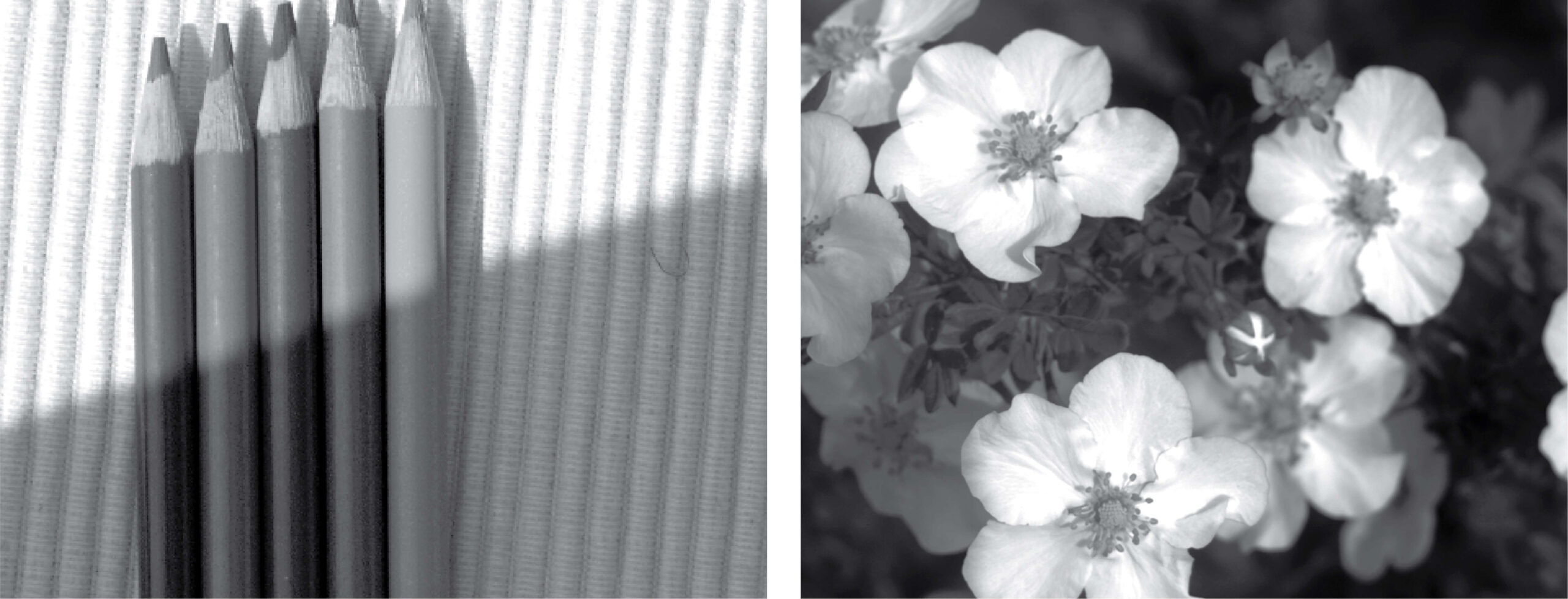 Two images that are part of a selection of natural scenes shown during MindScope experiments 