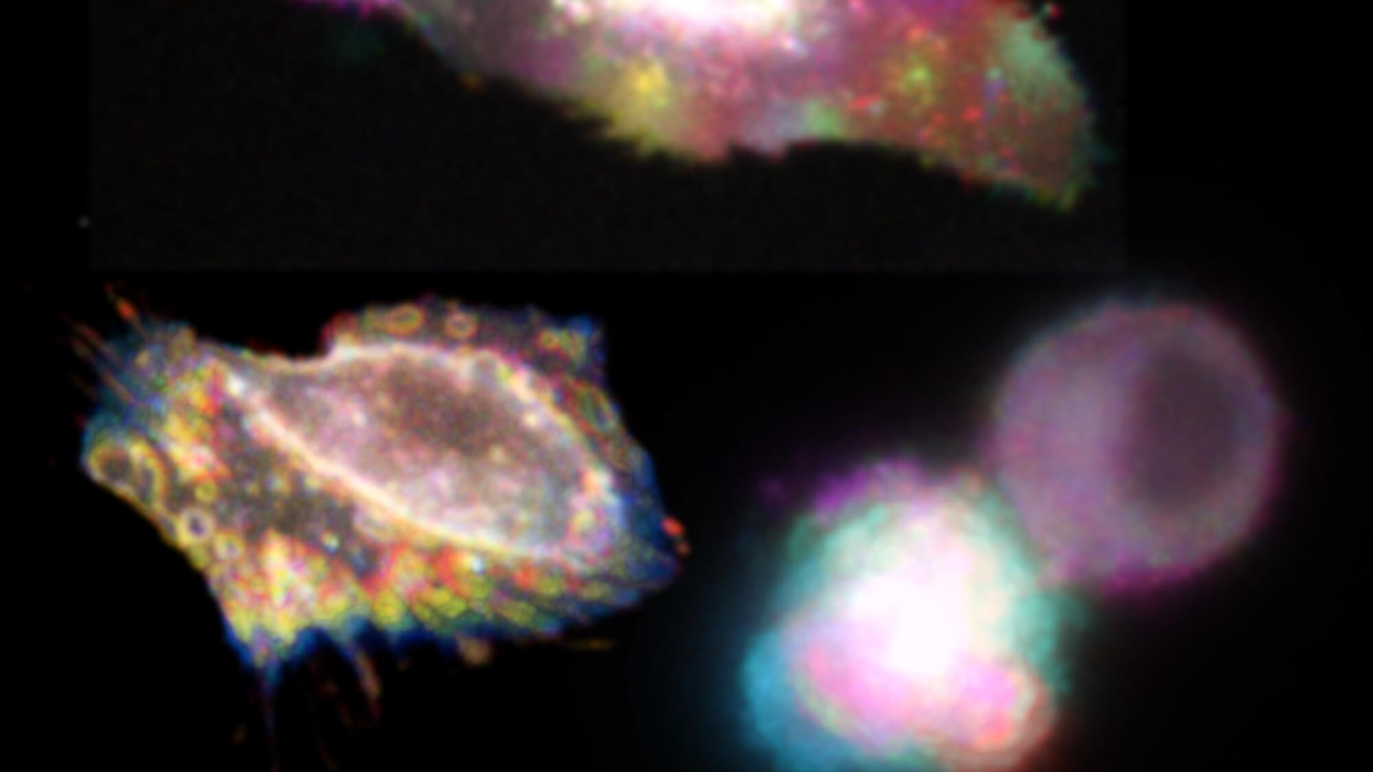 http://Science%20image%20from%20Allen%20Distinguished%20Investigator%20Gary%20CH%20Mo