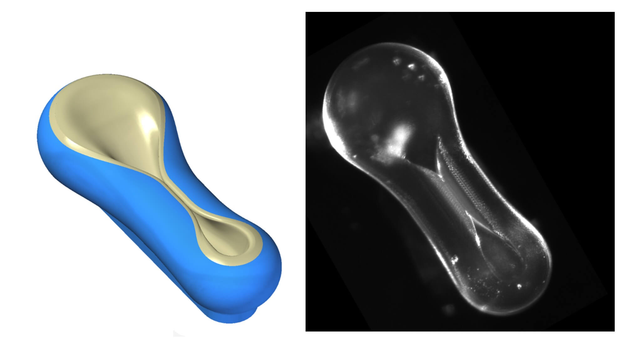 http://“soft%20robotics”%20for%20brain%20organoid%20development