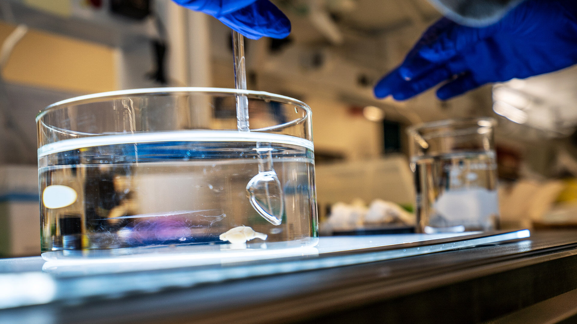 Clear container on a counter containing tissue sample in fluid being mixed by an instrument