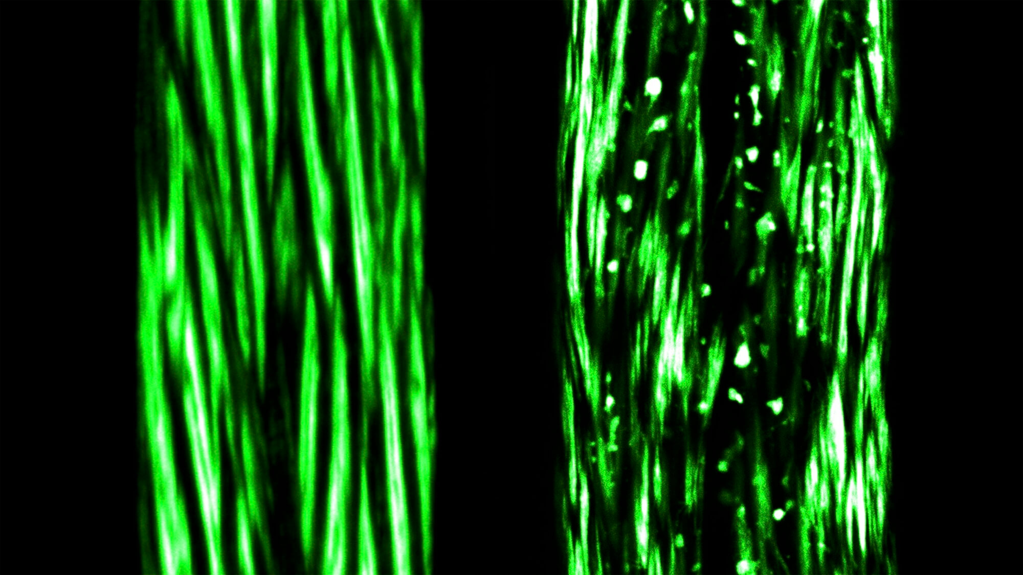 http://Research%20image%20from%20Allen%20Distinguished%20Investigator%20Tim%20Clausen