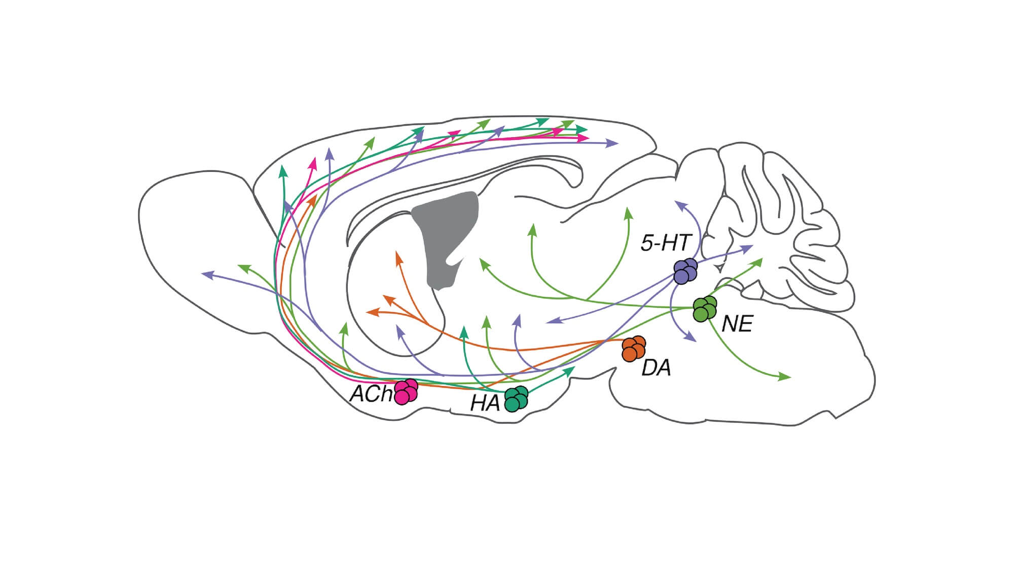 http://Behavior%20Diagram%20for%20research%20by%20the%20Allen%20Institute%20for%20Neural%20Dynamics