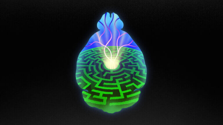 illustration with outline of brain over a maze