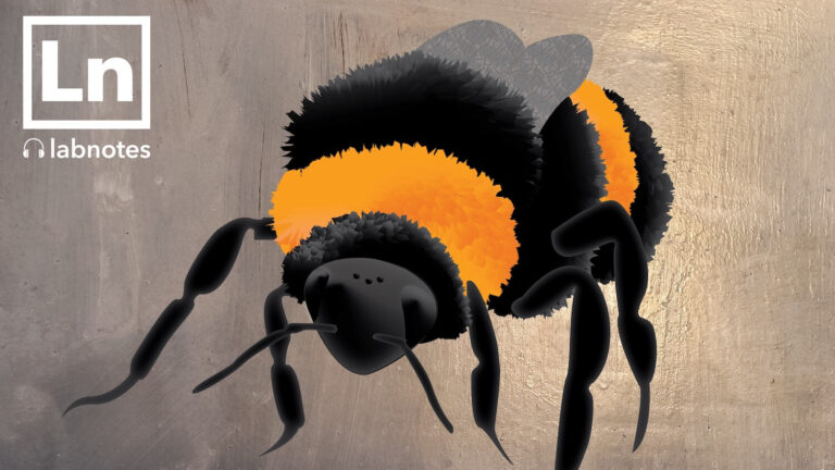 illustration of a bee
