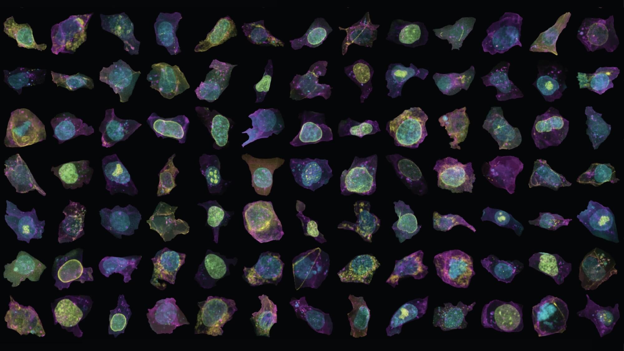 http://Many%20human%20cells
