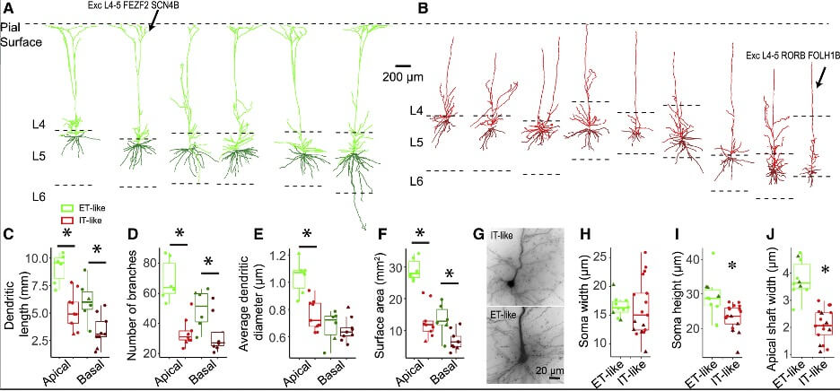 Figure from research showing cellular anatomy and physiology in human cell types. Images include histology images of human neurons and morphological reconstructions.