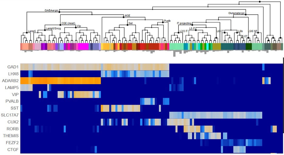Screenshot from brain-map.org showing cellular genomics heat map.