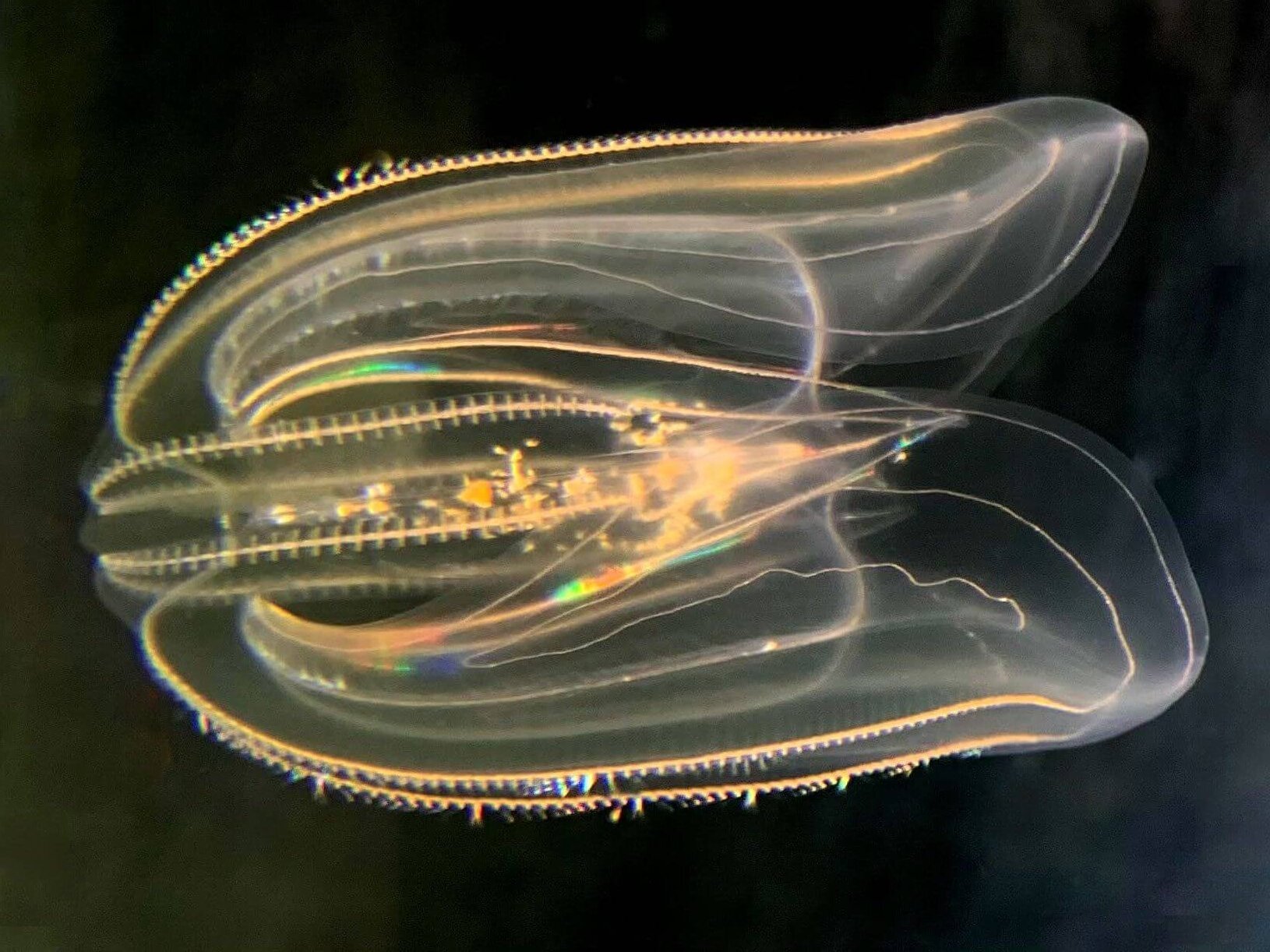 Microscopic image of a comb jelly