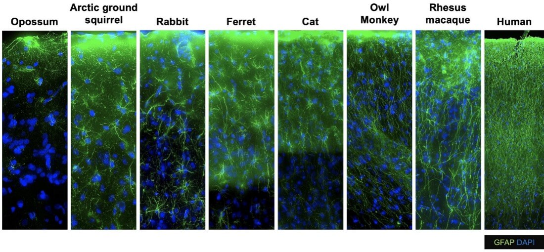 Image showing cell types illuminated across mamalian species.