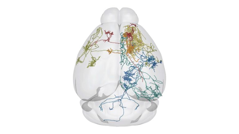 Several different types of neurons shown in position against a rendering of the mouse brain. Reconstructions of multiple cells in a circuit will help neuroscientists better piece together complete neural circuits. These neurons sit in the neocortex, the outermost shell of the mammalian brain.