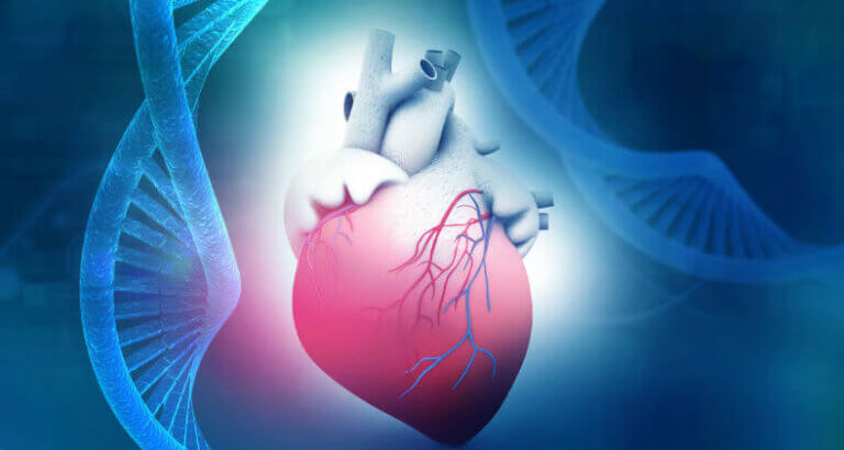 Illustration of a heart