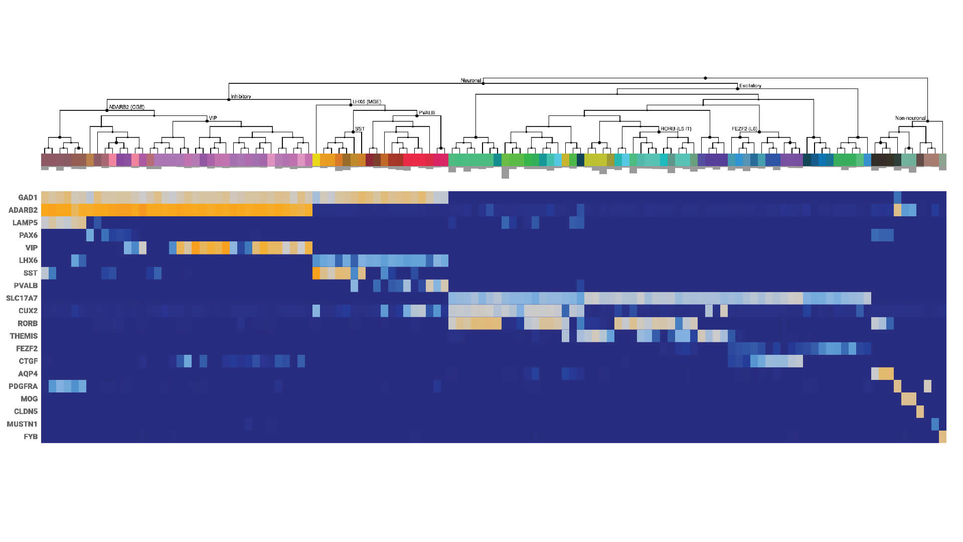 heatmap data image from the Allen Brain Map on RNASeq data from multiple human cortical areas