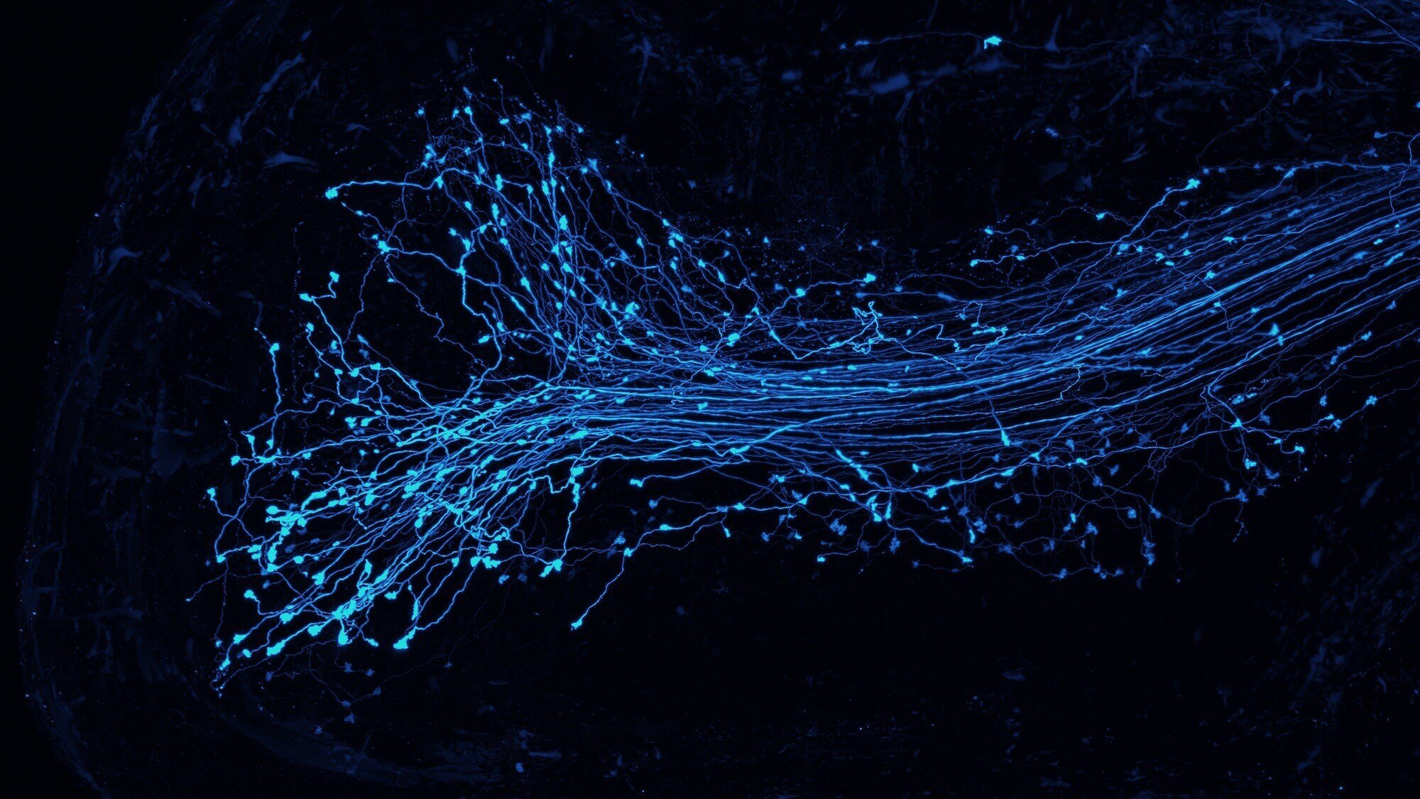 http://neural%20projectsion