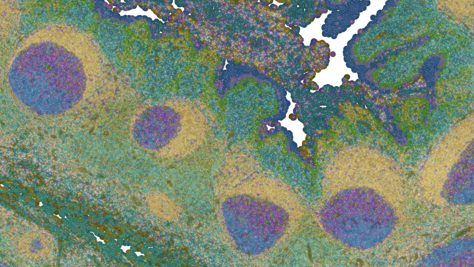 Immunology Health and Aging Research