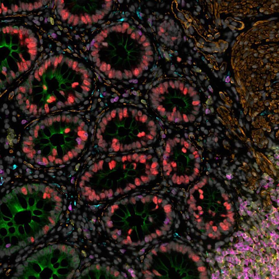 Histology image from immunology research