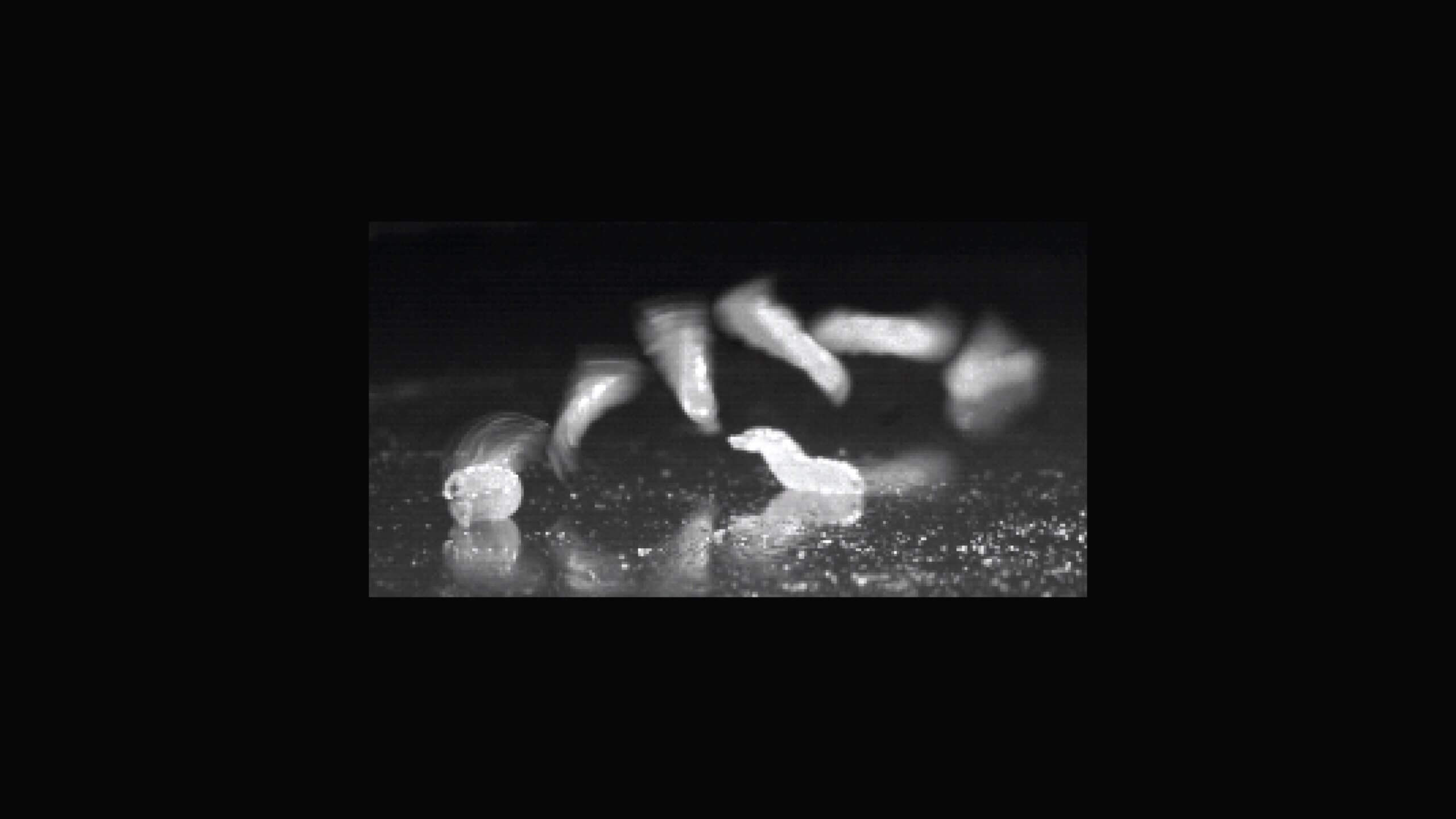 http://Scaptodrosophila%20larvae%20image