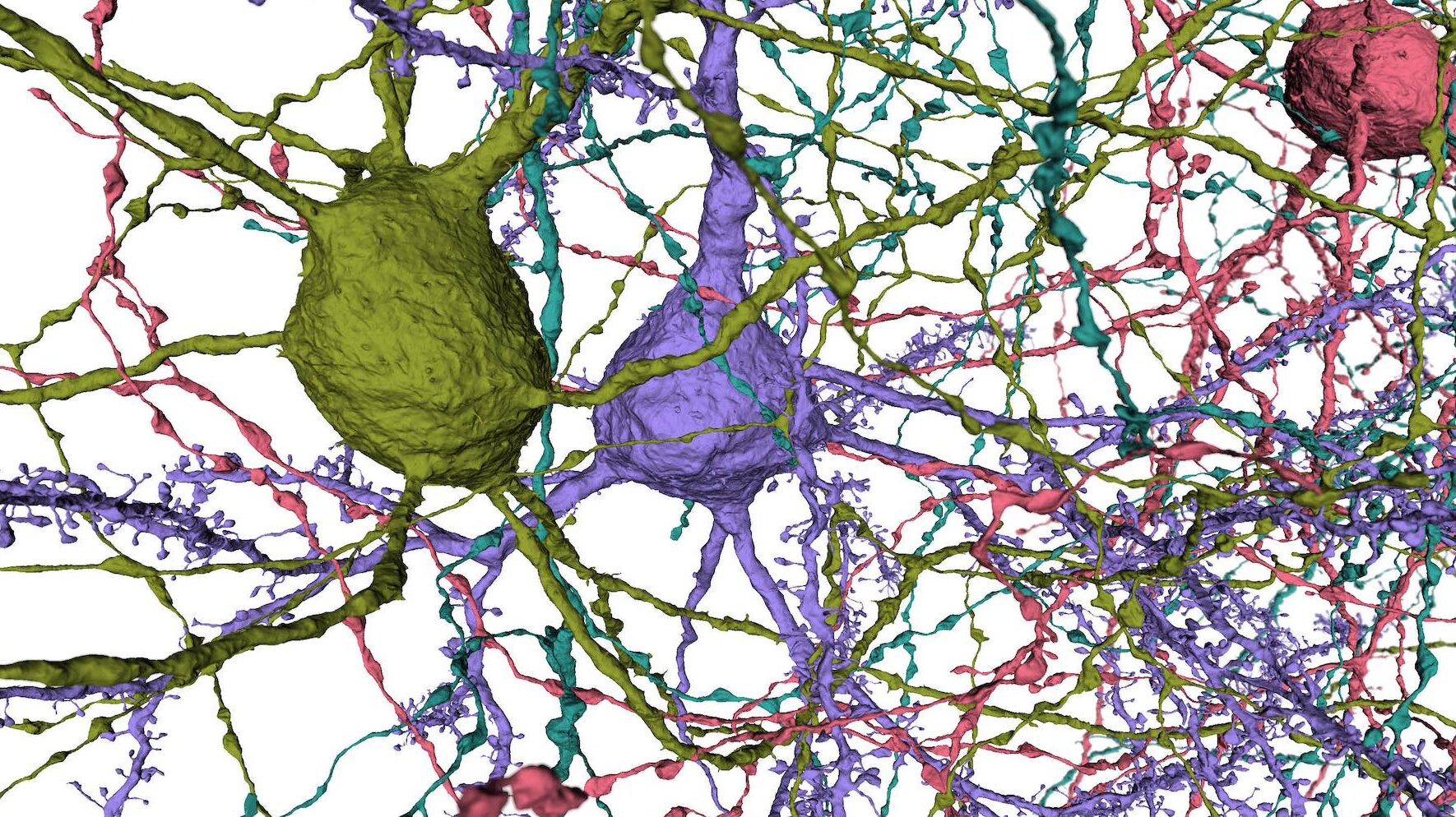 Microns image from the Neural Coding team at the Allen Institute for Brain Science. This image shows colorful renderings of neurons and their synaptic connections.