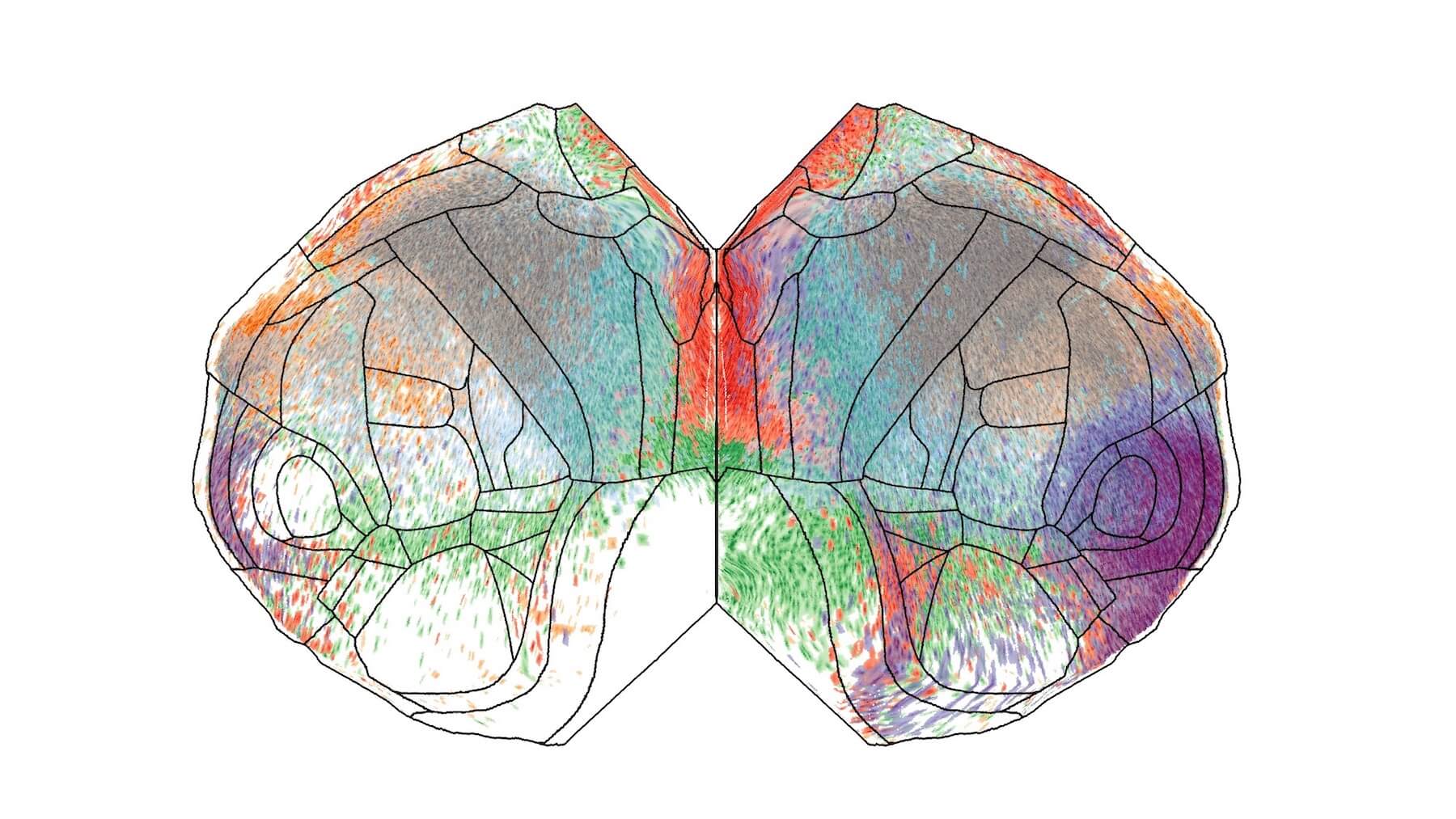 http://Molecular-Genetics-Mouse-Brain-Viral-Vectors