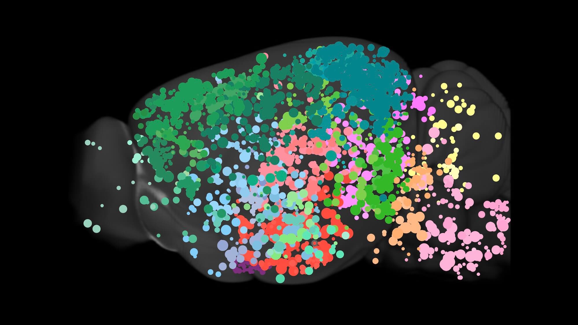 Mouse Brain Connectivity