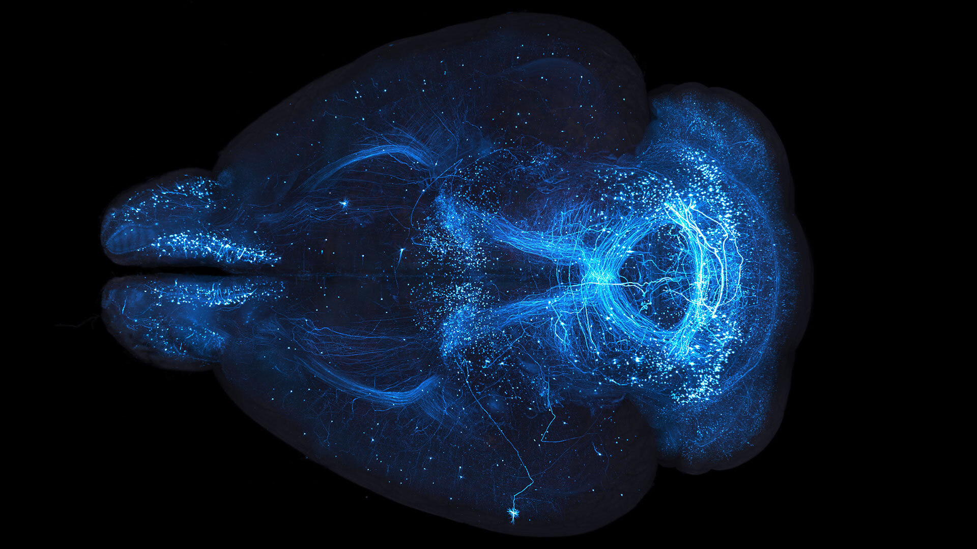 http://Blue%20mouse%20brain.%20High-resolution%20brain-wide%20imaging%20of%20axonal%20arbors%20to%20examine%20connectivity%20in%20defined%20cell%20types