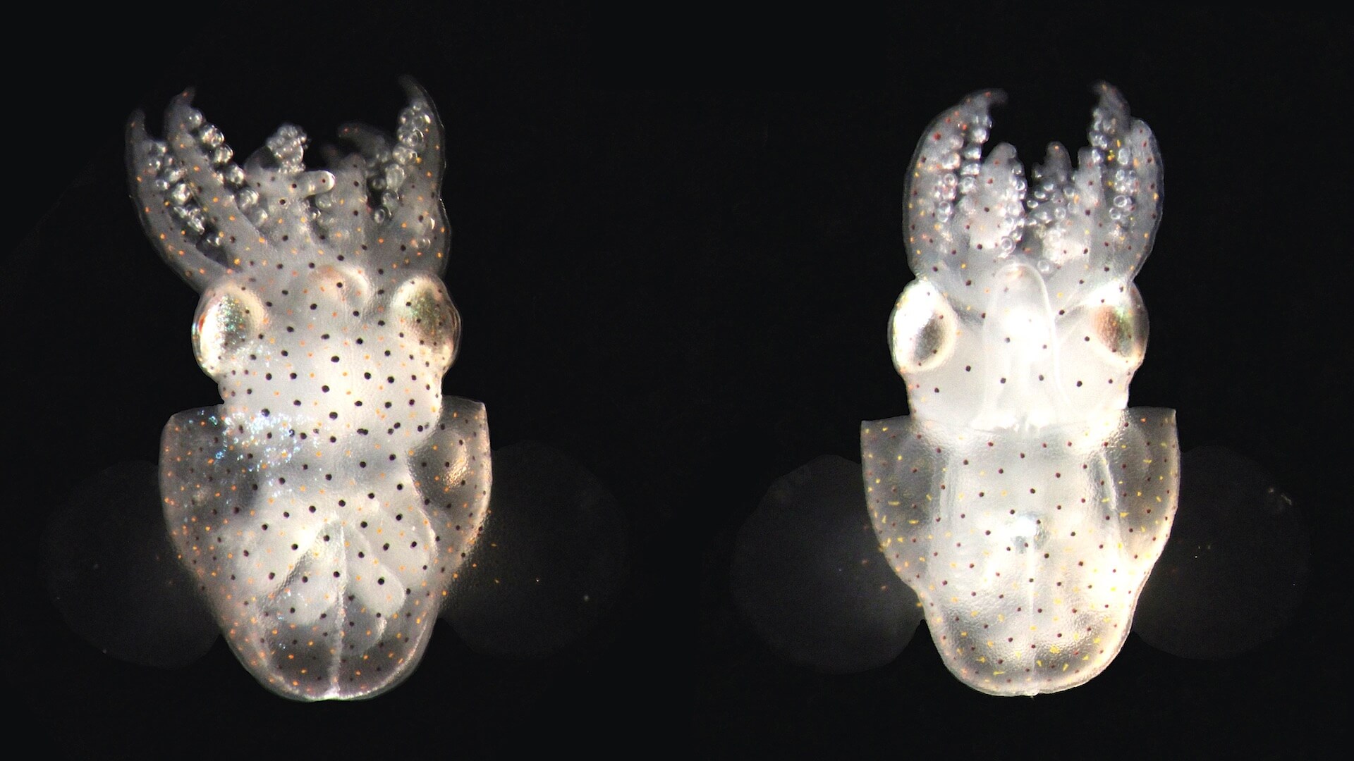 http://hatchling%20ventral%20dorsal