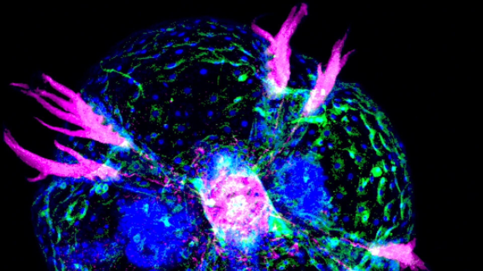 http://tubulin%20immunofluorescence