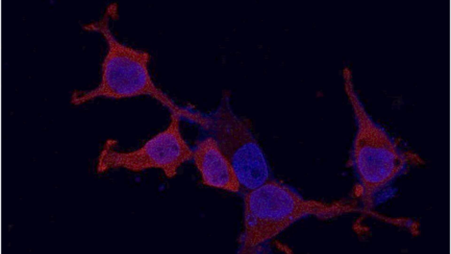 http://micropeptides%20in%20human%20immune%20cells
