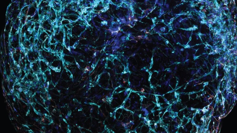 SciShots Blood Vessel