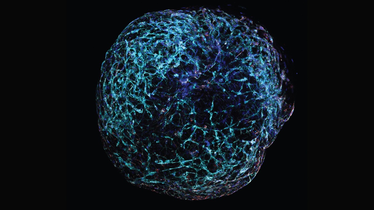 SciShots Blood Vessel