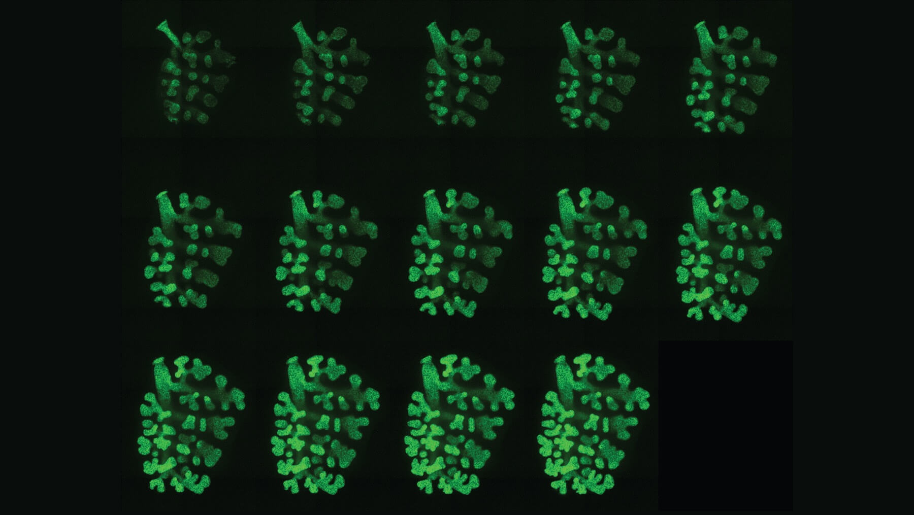 http://Image%20of%20mouse%20lungs