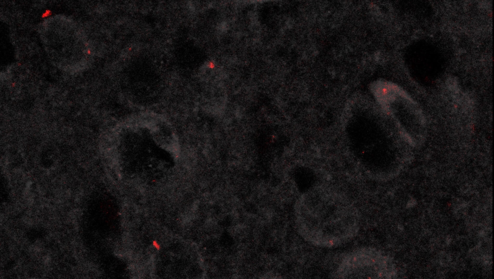 http://Scientific%20Image%20from%20Allen%20Distinguished%20Investigator%20Kano
