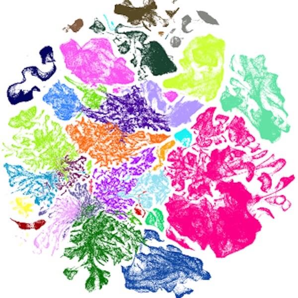 UMAP image of brain cell types