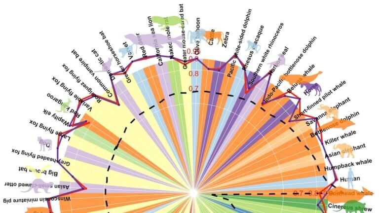 Partial capture of a circle graph showing maximum lifespans of various mammalian species