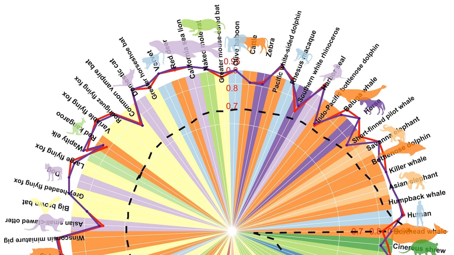 http://Partial%20capture%20of%20a%20circle%20graph%20showing%20maximum%20lifespans%20of%20various%20mammalian%20species