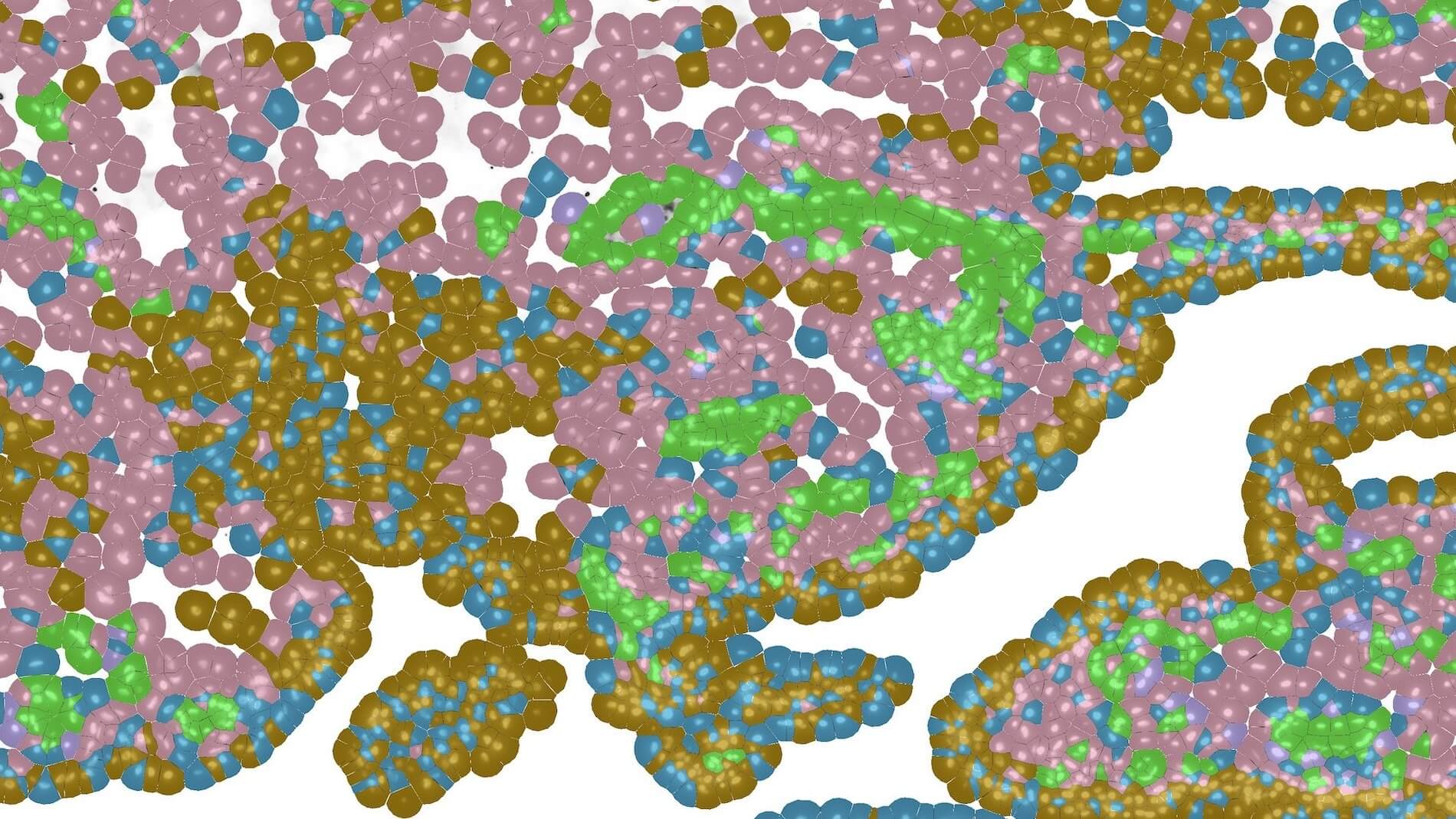 Autoimmunity Header Image