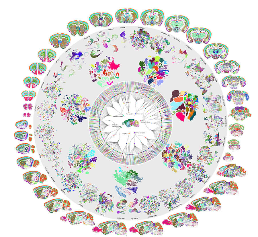 Figure displaying mappings of the mouse brain arranged in a circle