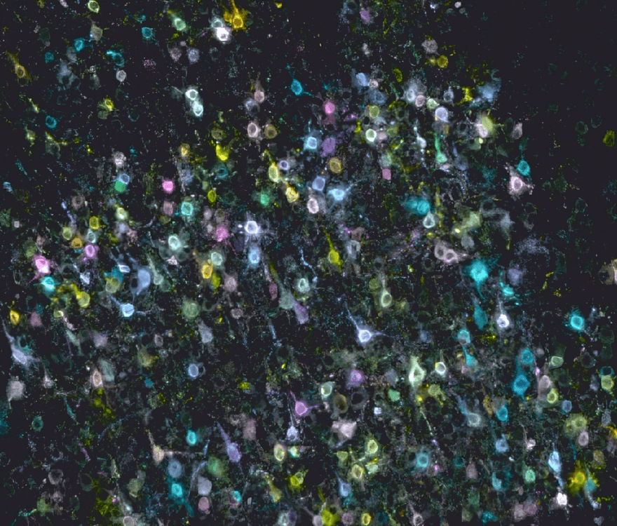Image of multicolored neurons generated through barcoded anatomy resolved by sequencing.