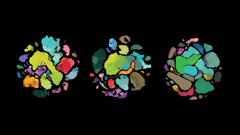 A new study from the Allen Institute compares human brain cells’ molecular features to those of the marmoset monkey and mouse in a region of the brain that controls movement, the primary motor cortex. Using a technique known as single-cell transcriptomics, the researchers compared the suite of genes each individual brain cell switches on, across thousands of cells from each of the three species. Shown here, transcriptomic data clustered by type of brain cell, in the human (left), marmoset monkey (middle), and mouse brain (right)