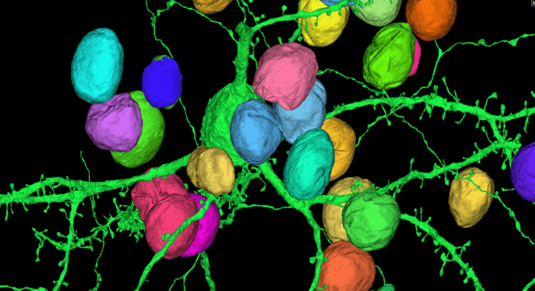 3D view of brain cell nuclei