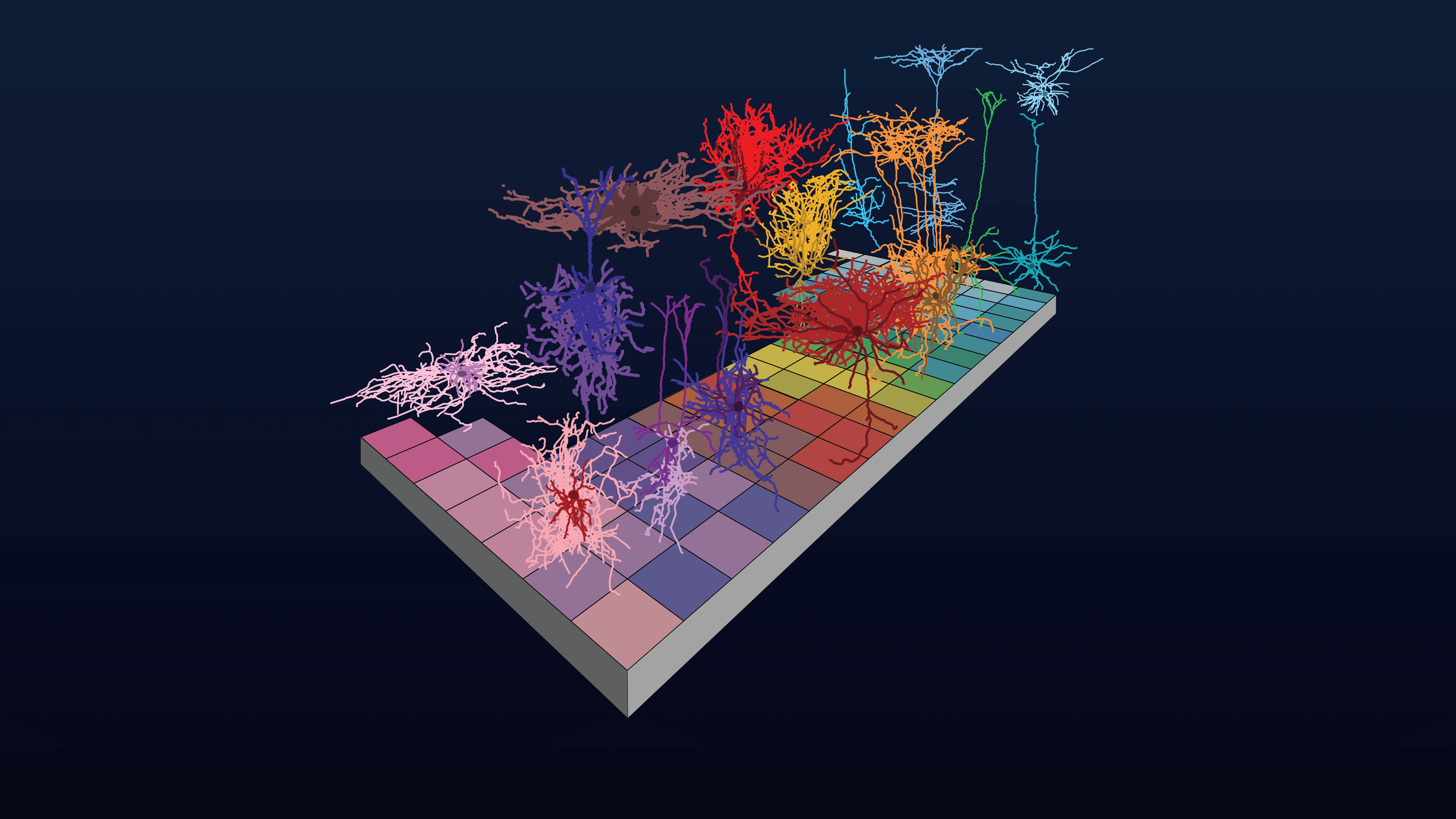 Allen Institute for Brain Science researchers are working to develop a parts list, or “periodic table,” of cell types in the brain. Image by Benedicte Rossi.