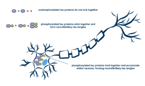 Graphic depicting tau tangles by Maddy Meuler/Allen Institute
