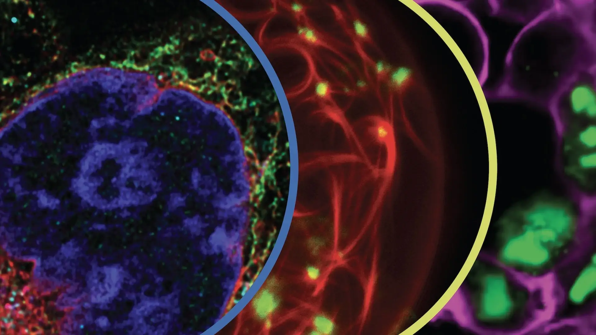 http://Compilation%20of%20images%20from%20science%20projects